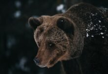 cbearr022 key facts explained