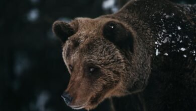 cbearr022 key facts explained