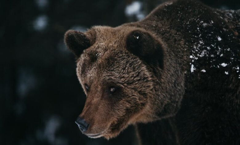 cbearr022 key facts explained